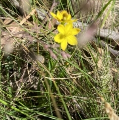 Bulbine bulbosa at Kosciuszko National Park, NSW - 22 Jan 2022