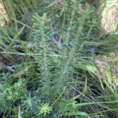 Unidentified Snake at Kosciuszko National Park, NSW - 21 Jan 2022 by Ned_Johnston