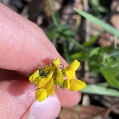 Lotus corniculatus (Birds-Foot Trefoil) at Jindabyne, NSW - 21 Jan 2022 by Ned_Johnston