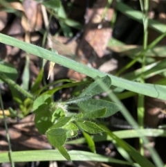 Lotus corniculatus at Jindabyne, NSW - 22 Jan 2022