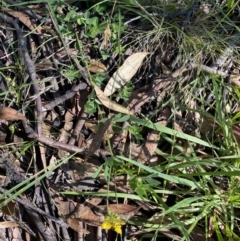 Lotus corniculatus at Jindabyne, NSW - 22 Jan 2022 10:17 AM