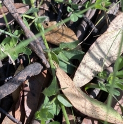 Lotus corniculatus at Jindabyne, NSW - 22 Jan 2022 10:17 AM