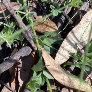 Lotus corniculatus at Jindabyne, NSW - 22 Jan 2022