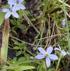 Lobelia pedunculata (Matted Pratia) at Jindabyne, NSW - 22 Jan 2022 by NedJohnston