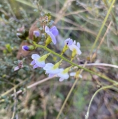 Glycine sp. at Kosciuszko National Park, NSW - 22 Jan 2022 by NedJohnston