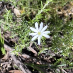 Stellaria pungens (Prickly Starwort) at Jindabyne, NSW - 22 Jan 2022 by NedJohnston