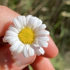 Brachyscome aculeata (Hill Daisy) at Kosciuszko National Park, NSW - 22 Jan 2022 by NedJohnston