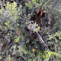 Mirbelia oxylobioides at Kosciuszko National Park, NSW - 22 Jan 2022