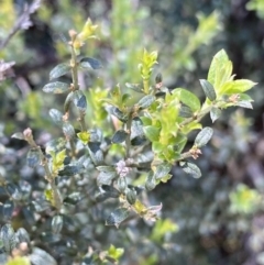 Mirbelia oxylobioides at Kosciuszko National Park, NSW - 22 Jan 2022