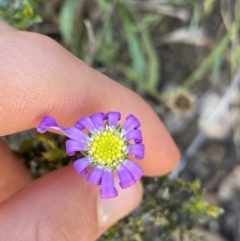 Calotis scabiosifolia var. integrifolia (Rough Burr-daisy) at Jindabyne, NSW - 22 Jan 2022 by NedJohnston