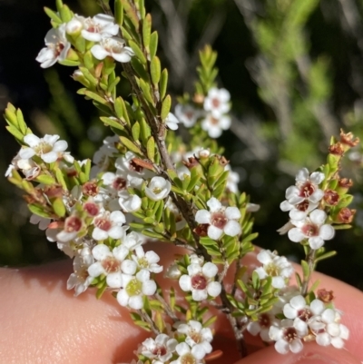 Baeckea utilis (Mountain Baeckea) at Jindabyne, NSW - 21 Jan 2022 by Ned_Johnston