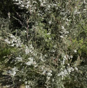 Leptospermum myrtifolium at Jindabyne, NSW - 22 Jan 2022