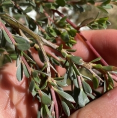 Leptospermum myrtifolium at Jindabyne, NSW - 22 Jan 2022