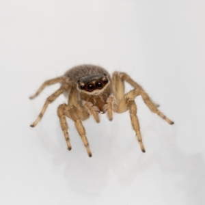 Maratus griseus at Jerrabomberra, NSW - 6 Feb 2022