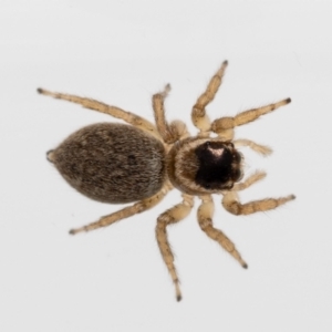 Maratus griseus at Jerrabomberra, NSW - 6 Feb 2022