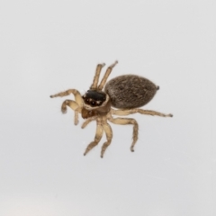 Maratus griseus at Jerrabomberra, NSW - 6 Feb 2022