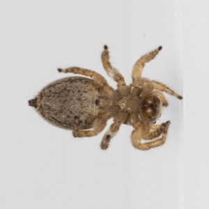 Maratus griseus at Jerrabomberra, NSW - 6 Feb 2022