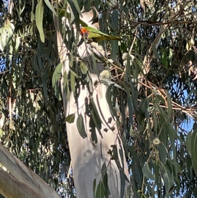 Trichoglossus moluccanus (Rainbow Lorikeet) at Hackett, ACT - 7 Feb 2022 by cmobbs