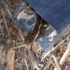 Ardices (genus) (Tiger moth (formerly Spilosoma)) at Weston, ACT - 7 Feb 2022 by AliceH