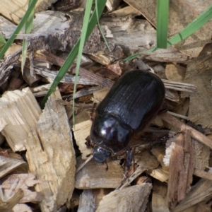 Dasygnathus sp. (genus) at Weston, ACT - 6 Feb 2022