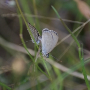 Zizina otis at Weston, ACT - 6 Feb 2022 05:40 AM