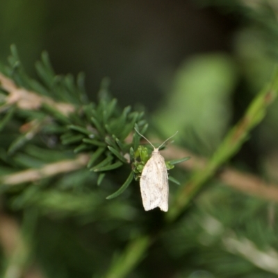 Epiphyas postvittana (Light Brown Apple Moth) at Weston, ACT - 25 Jan 2022 by AliceH