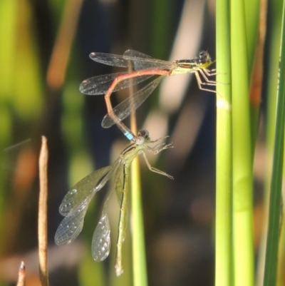 Ischnura aurora (Aurora Bluetail) at Tennent, ACT - 9 Nov 2021 by michaelb