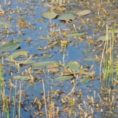 Potamogeton sulcatus (Pondweed) at Tennent, ACT - 9 Nov 2021 by michaelb