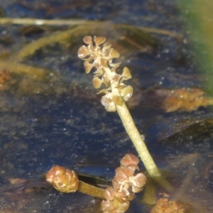 Potamogeton sulcatus at Tennent, ACT - 9 Nov 2021