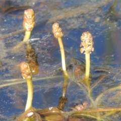 Potamogeton sulcatus at Tennent, ACT - 9 Nov 2021