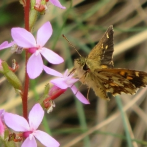 Anisynta monticolae at Cotter River, ACT - suppressed