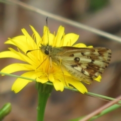 Anisynta monticolae at Cotter River, ACT - 1 Feb 2022