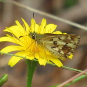 Anisynta monticolae at Cotter River, ACT - 1 Feb 2022