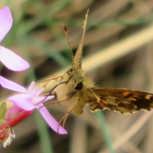 Anisynta monticolae at Cotter River, ACT - 1 Feb 2022