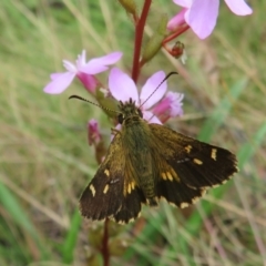 Anisynta monticolae at Cotter River, ACT - 1 Feb 2022