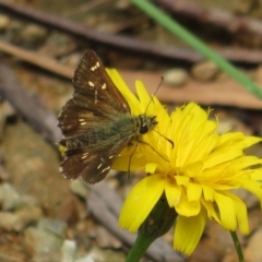 Anisynta monticolae at Cotter River, ACT - 1 Feb 2022