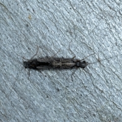 Leptoceridae sp. (family) (Long-horned caddisfly) at Denman Prospect 2 Estate Deferred Area (Block 12) - 2 Feb 2022 by jb2602