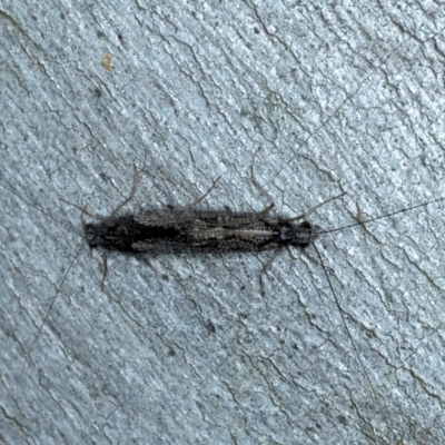 Leptoceridae sp. (family) (Long-horned caddisfly) at Molonglo Valley, ACT - 2 Feb 2022 by jb2602