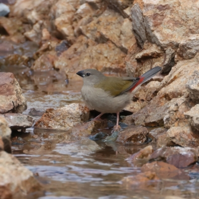 Neochmia temporalis (Red-browed Finch) at Molonglo Valley, ACT - 1 Feb 2022 by jb2602