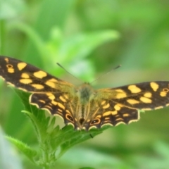 Oreixenica kershawi (Striped Xenica) at Cotter River, ACT - 1 Feb 2022 by Christine