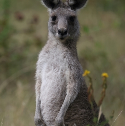 Macropus giganteus (Eastern Grey Kangaroo) at Molonglo Valley, ACT - 1 Feb 2022 by jb2602