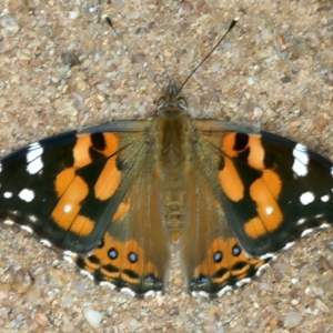 Vanessa kershawi at Molonglo Valley, ACT - 2 Feb 2022 10:20 AM