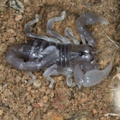 Urodacus manicatus (Black Rock Scorpion) at Molonglo Valley, ACT - 2 Feb 2022 by jb2602