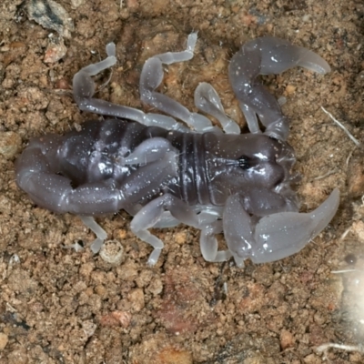 Urodacus manicatus (Black Rock Scorpion) at Molonglo Valley, ACT - 2 Feb 2022 by jb2602