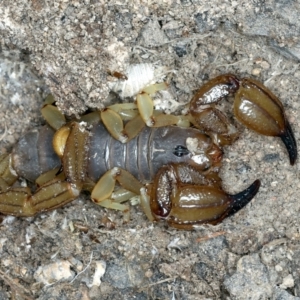 Urodacus manicatus at Molonglo Valley, ACT - 2 Feb 2022