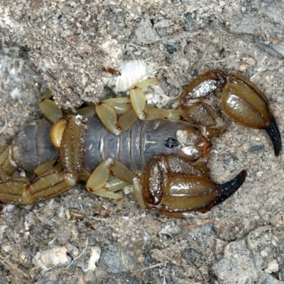 Urodacus manicatus (Black Rock Scorpion) at Molonglo Valley, ACT - 2 Feb 2022 by jb2602