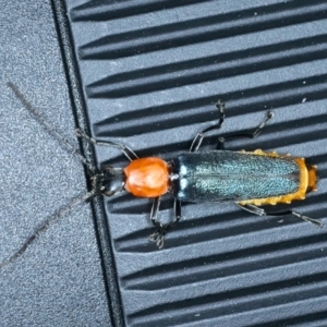 Chauliognathus tricolor at Stromlo, ACT - 2 Feb 2022 10:58 AM