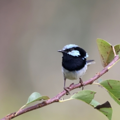 Malurus cyaneus (Superb Fairywren) at Molonglo Valley, ACT - 1 Feb 2022 by jb2602