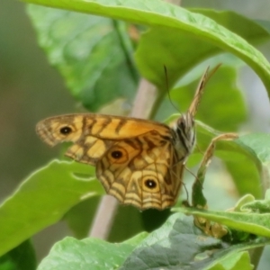 Geitoneura acantha at Cotter River, ACT - 1 Feb 2022