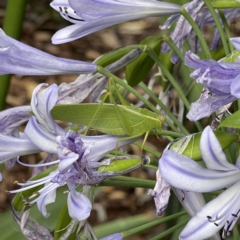 Caedicia simplex (Common Garden Katydid) at Page, ACT - 8 Feb 2022 by WarrenRowland